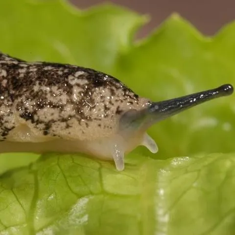 thumbnail for publication: Terrestrial Slugs of Florida (Gastropoda: Stylommatophora)